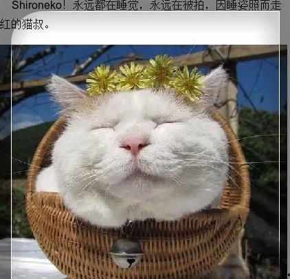 娱乐吃瓜君猫爷,揭秘娱乐圈那些不为人知的幕后故事